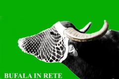 a4_2017_10-bufala-in-rete